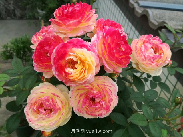 罗曼尼詹森月季,拥有彩色的月季花墙(图2) 罗曼尼詹森月季,拥有彩色的月季花墙(图2)