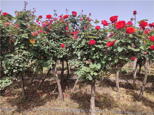 月季必知的养护管理基本条件(图1)