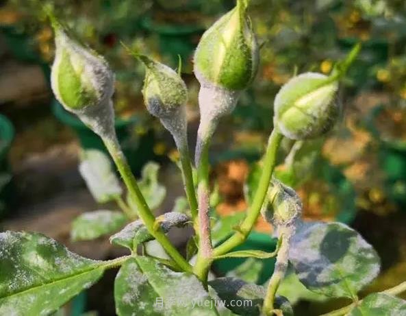 月季得了白粉病不要剪叶子，越剪越严重(图1)