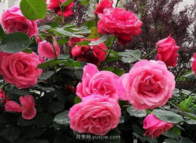 晚春唐诗玫瑰6首:折得玫瑰花一朵,凭君簪向凤凰钗(图2) 晚春唐诗玫瑰6首:折得玫瑰花一朵,凭君簪向凤凰钗(图2)