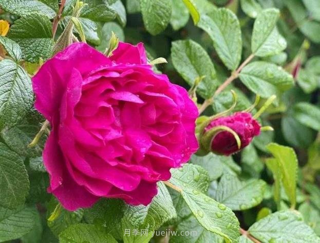 红玫瑰、绿玫瑰、金玫瑰!济南如何做好玫瑰市花文章(图1) 红玫瑰、绿玫瑰、金玫瑰!济南如何做好玫瑰市花文章(图1)