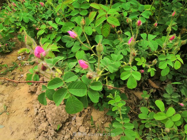 种棵食用玫瑰，除了观赏还有4个用途(图1)