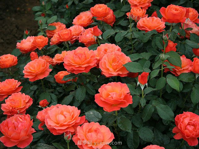 春夏秋冬月季种植指南，月季什么时候种植最好对比(图3)