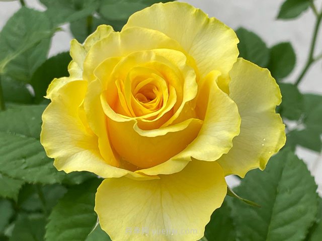 贝壳月季，黄色月季里的代表作和佼佼者(图1)