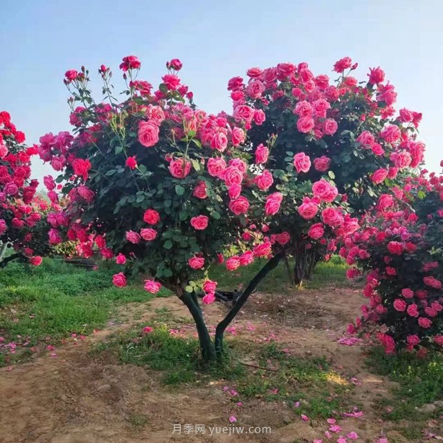 大型古桩月季树，别墅景区门面首选_产地图片|批发价格(图3)