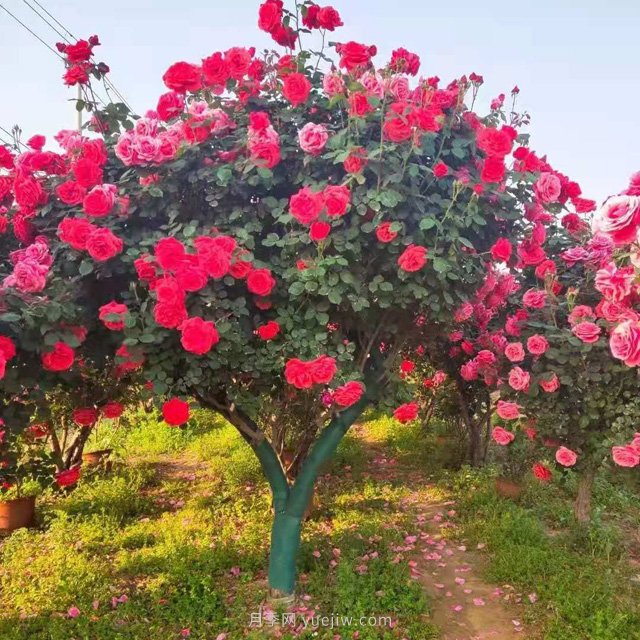 大型古桩月季树，别墅景区门面首选_产地图片|批发价格(图1)