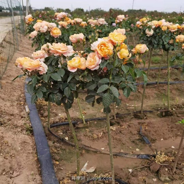 1公分精品欧月小高杆月季(图2)