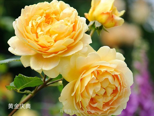 月季花的品种非常多，哪一款月季香味最香？推荐5个品种(图5)