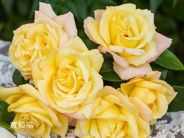 一款有故事的品种——黄和平月季(图1)