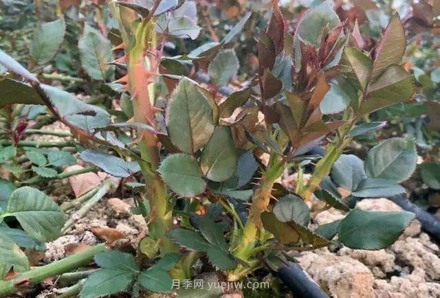 月季长笋芽,有3喜3怕,顺着养才能冒粗笋(图1) 月季长笋芽,有3喜3怕,顺着养才能冒粗笋(图1)