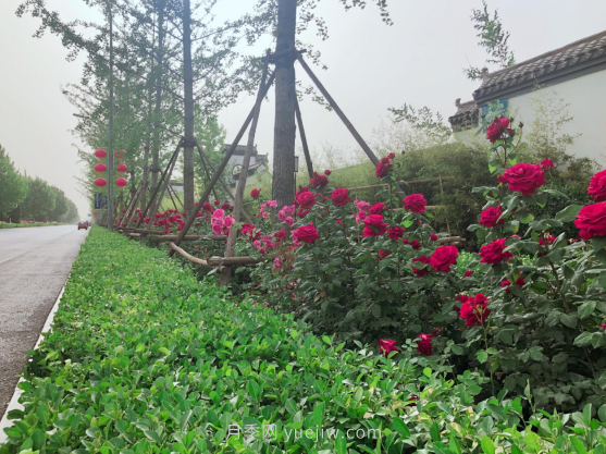 河北廊坊：建党百年 月季献礼(图5)