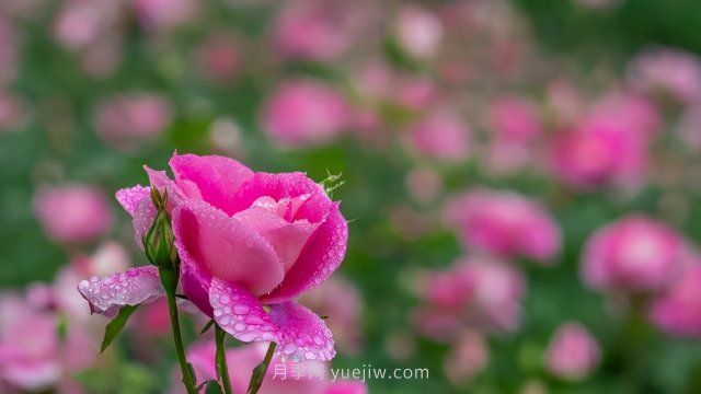 夏天注意4个方面的养护工作，月季花才能安全无忧的度夏(图2)