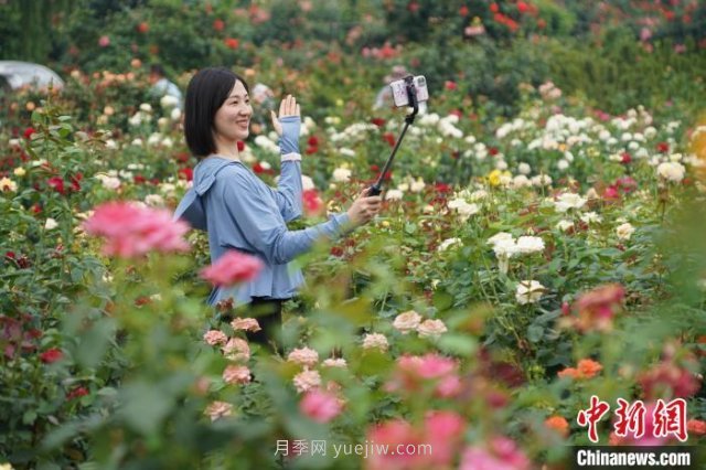 【网络媒体革命老区行,河南南阳:一朵月季花撬动亿元大产业 河南南阳:一朵月季花撬动亿元大产业(图3)