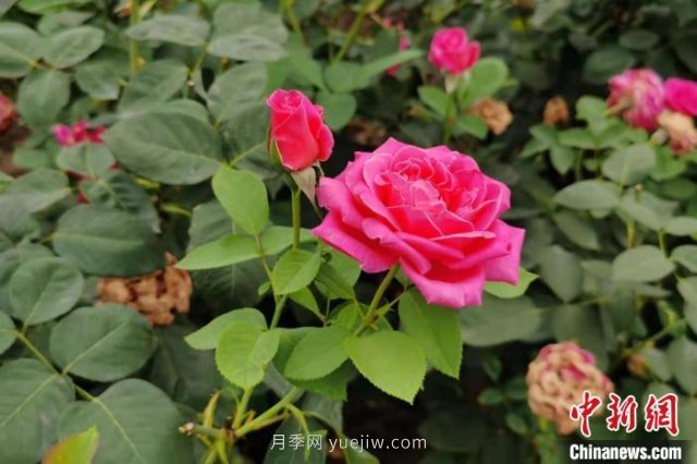 【网络媒体革命老区行,河南南阳:一朵月季花撬动亿元大产业 河南南阳:一朵月季花撬动亿元大产业(图1)