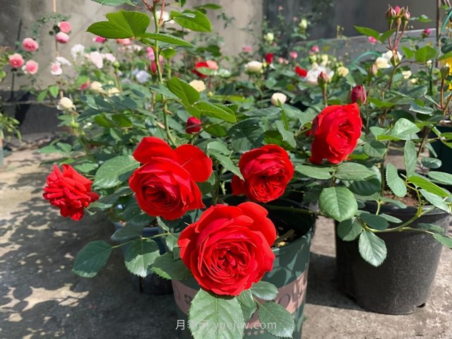 推荐夏季高温耐晒的4种月季，花朵不散还勤花(图2)