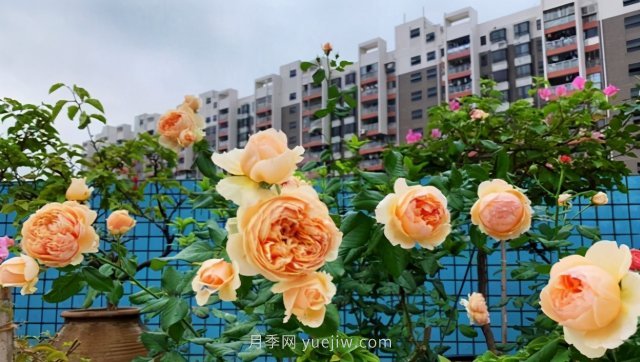 推荐夏季高温耐晒的4种月季，花朵不散还勤花(图4)