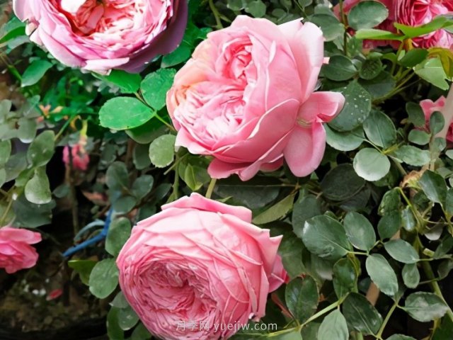 实践提炼出的六大欧月藤本月季品种，你喜欢吗？(图3)