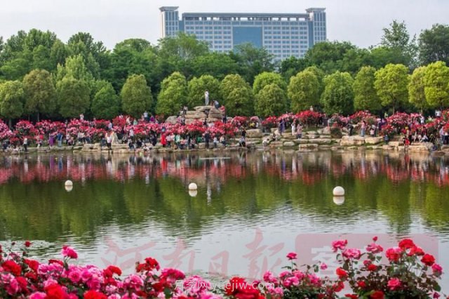 河南平顶山：月季花开醉游人(图1)