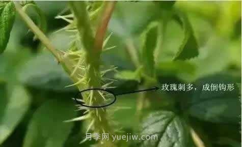 玫瑰、月季有区别？原来这么容易区分，一看就懂(图3)