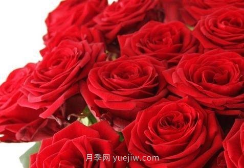 玫瑰、月季有区别？原来这么容易区分，一看就懂(图1)