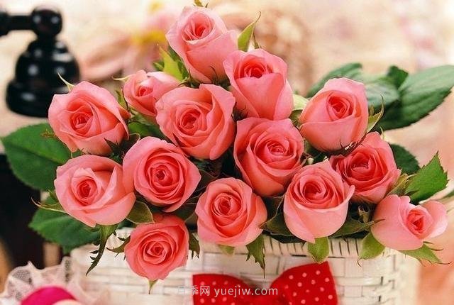 玫瑰、月季有区别？原来这么容易区分，一看就懂(图9)