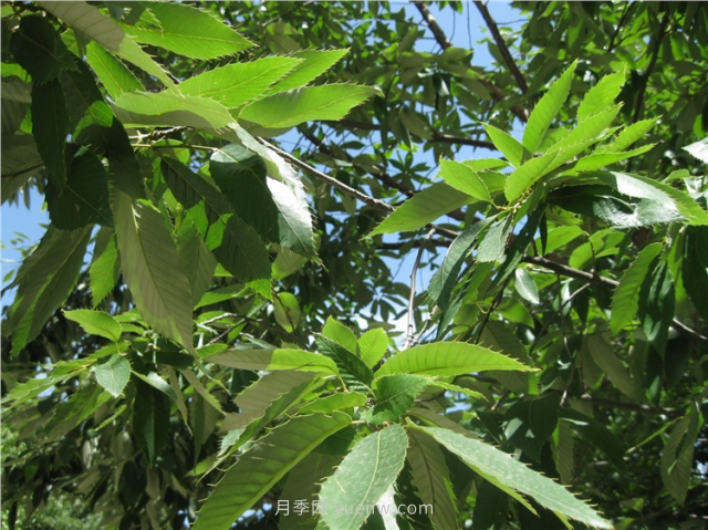 合肥市公布了第一批十大优良乡土树种名录(图2)