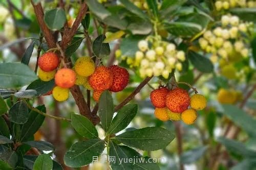 果树最好的拉枝时间(图1)