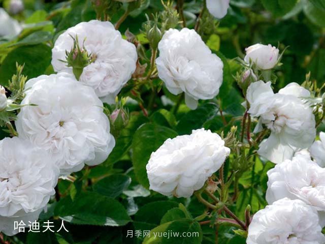 哈迪夫人月季(图3)