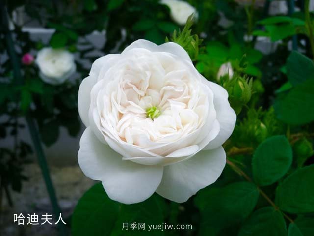 哈迪夫人月季(图1)