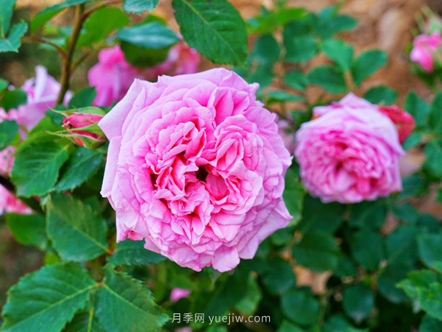 全年12个月的园林完全手册,月季苗木种植养护百事通(图1) 全年12个月的园林完全手册,月季苗木种植养护百事通(图1)