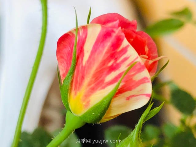 躲躲藏藏月季,开启变身之路的宝藏微月(图2) 躲躲藏藏月季,开启变身之路的宝藏微月(图2)