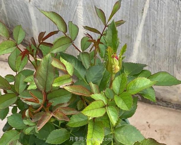 我与我家乡的月季花(图1) 我与我家乡的月季花(图1)