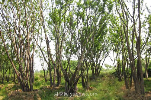 南阳苗木人注意了!丛生苗木火爆市场(图1) 南阳苗木人注意了!丛生苗木火爆市场(图1)