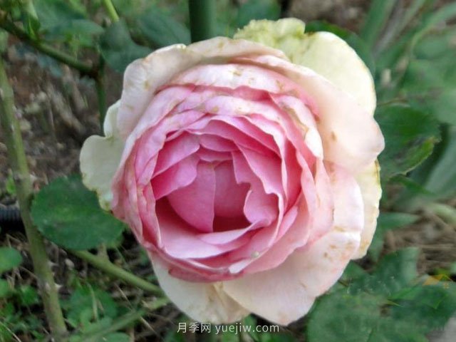 历史月季/麦迪逊月季(图2)