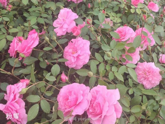 粉蝶月季的优缺点是什么？(图1)