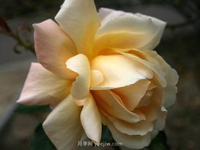 布劳内尔博士月季(图2) 布劳内尔博士月季(图2)