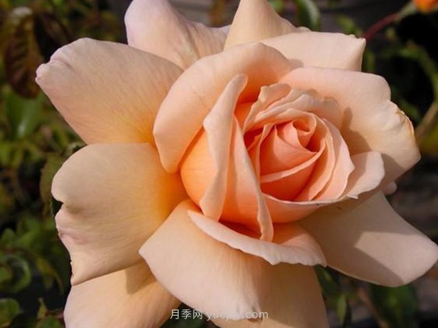 布劳内尔博士月季(图1) 布劳内尔博士月季(图1)