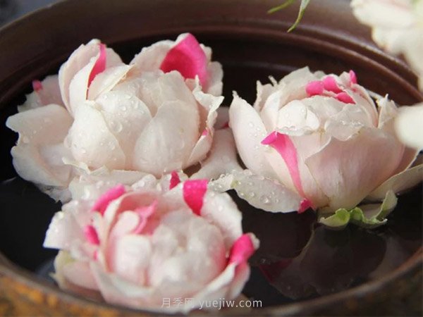 白桃草莓冻糕月季(图2)