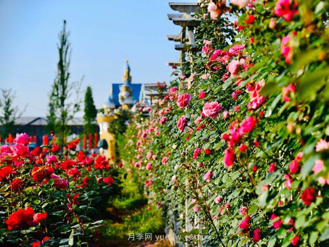 院子围栏用什么花木合适？推荐包含藤本月季的7种花木(图1)