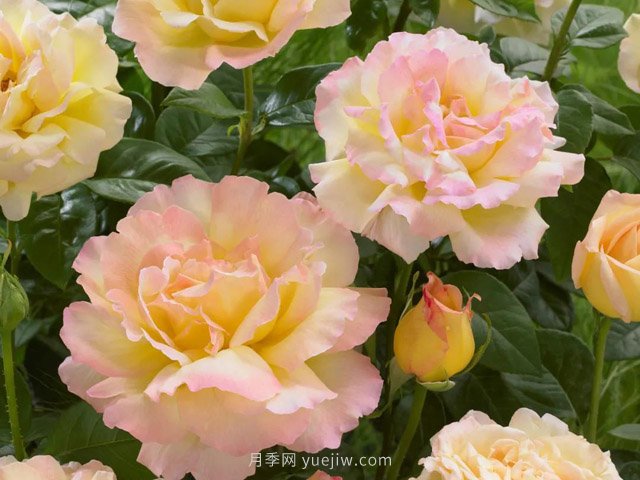 全世界每一个月季品种园里，都会有一种和平月季宁静祥和地盛开(图1)