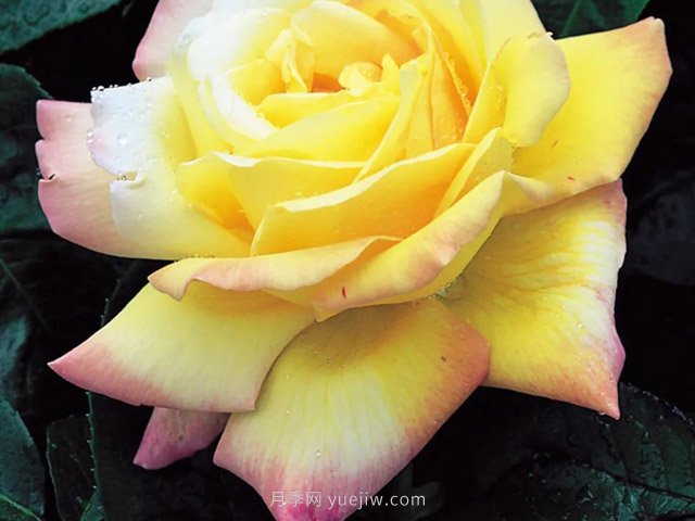 全世界每一个月季品种园里，都会有一种和平月季宁静祥和地盛开(图3)