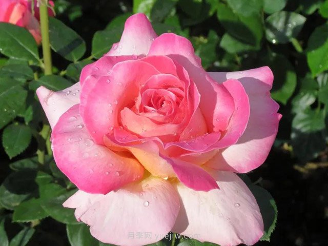 全世界每一个月季品种园里,都会有一种和平月季宁静祥和地盛开(图6) 全世界每一个月季品种园里,都会有一种和平月季宁静祥和地盛开(图6)