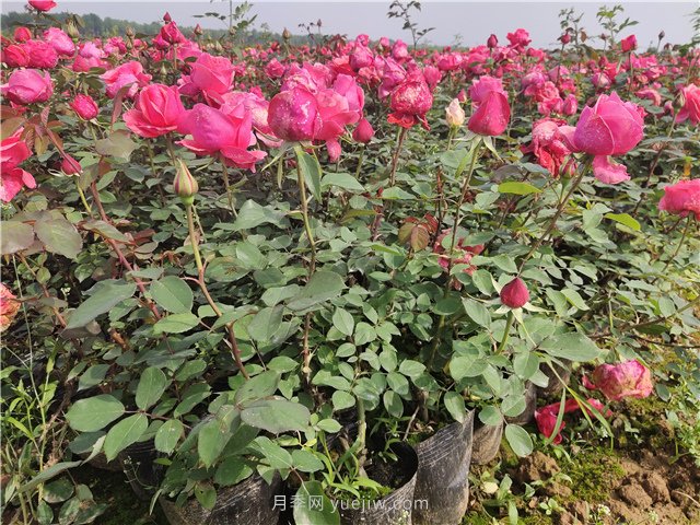 夏季草坪浇水容易萎蔫,如何做到科学浇灌?(图1) 夏季草坪浇水容易萎蔫,如何做到科学浇灌?(图1)