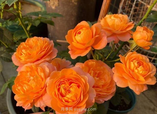 阳台养月季,果汁阳台月季是首选,5大优点告诉你(图3) 阳台养月季果汁阳台是首选,5大优点告诉你(图3)