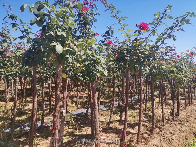 南阳月季有哪四大系列种类？(图1)