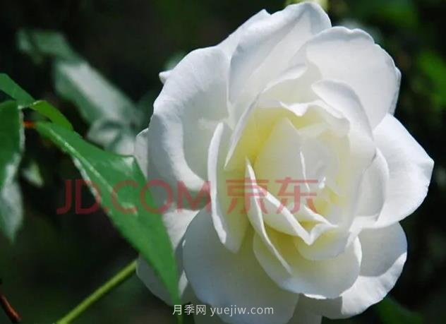 推荐10个白色大花月季品种(图2)