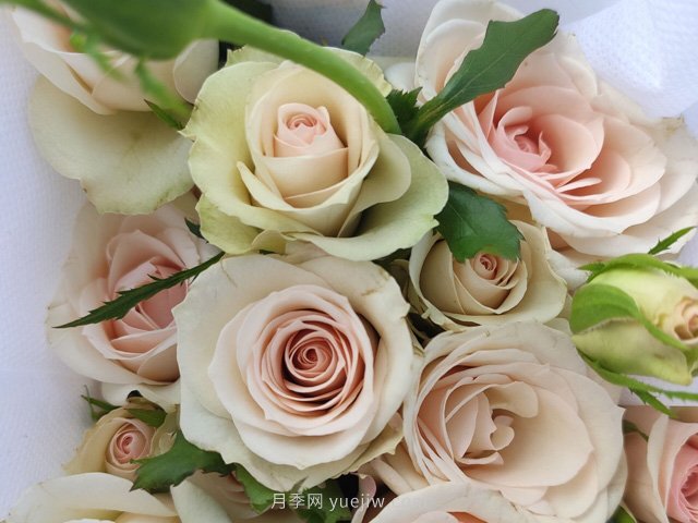 女孩子们喜爱的最美十款月季品种推荐(图6)