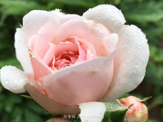 女孩子们喜爱的最美十款月季品种推荐(图3)