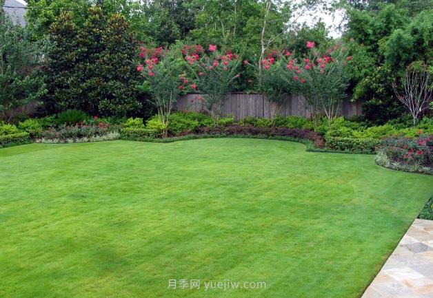 高温季节如何铺植草坪，减少发黄枯死？(图1)