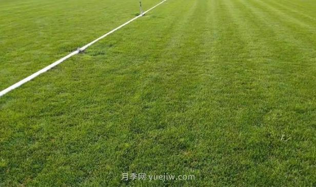 盛夏草坪病害之腐霉枯萎病防治(图1)